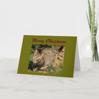 Tabby Cat Christmas Greeting Cards