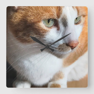 Tabby cat closeup square wall clock