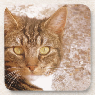 Tabby Cat Coaster