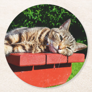 Tabby Cat Coasters