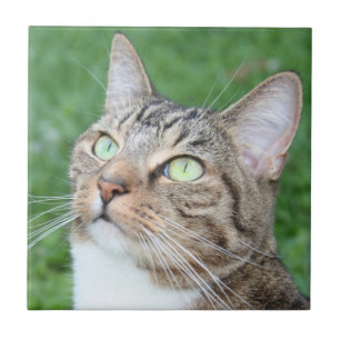 Tabby cat face tile