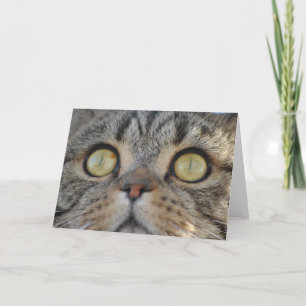 Tabby Cat - Greeting card