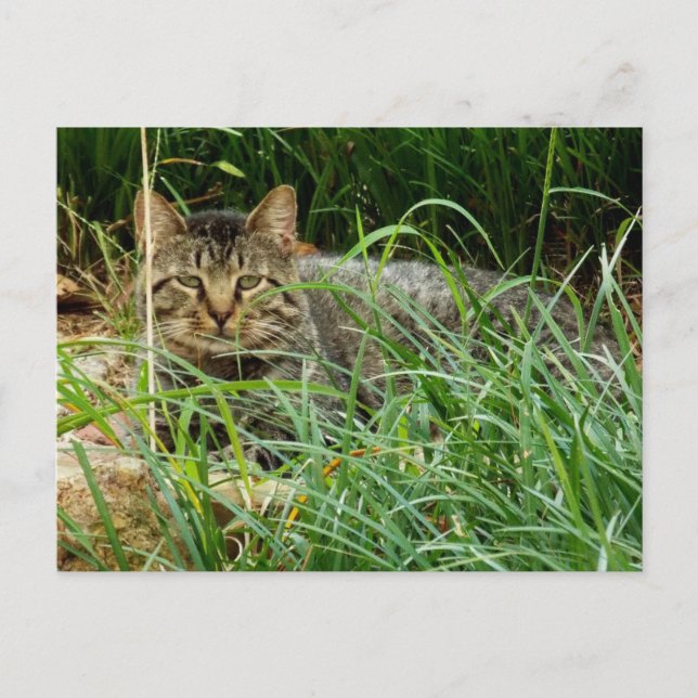 Tabby Cat Hiding in Grass Garden Photo  Postcard (Front)