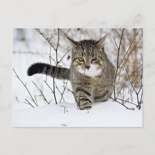 Tabby Cat Hunting in the Snow Postcard (Front)