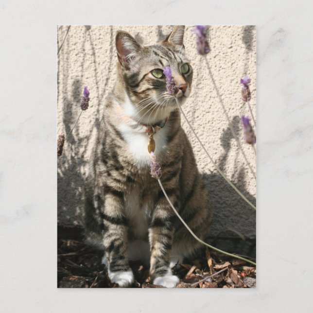 Tabby Cat in a Lavendor Bush Postcard (Front)