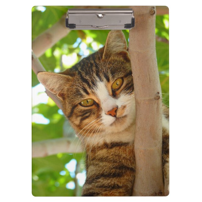 Tabby Cat in a Tree Clipboard (Front)