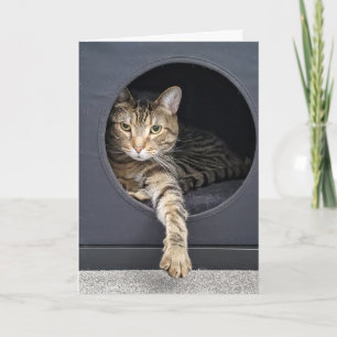 Tabby Cat in Box Card