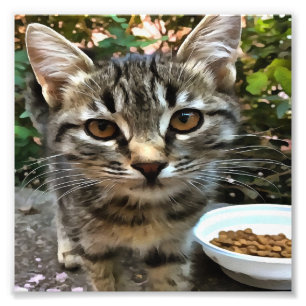 Tabby Cat Kitten Making Eye Contact Photo Print