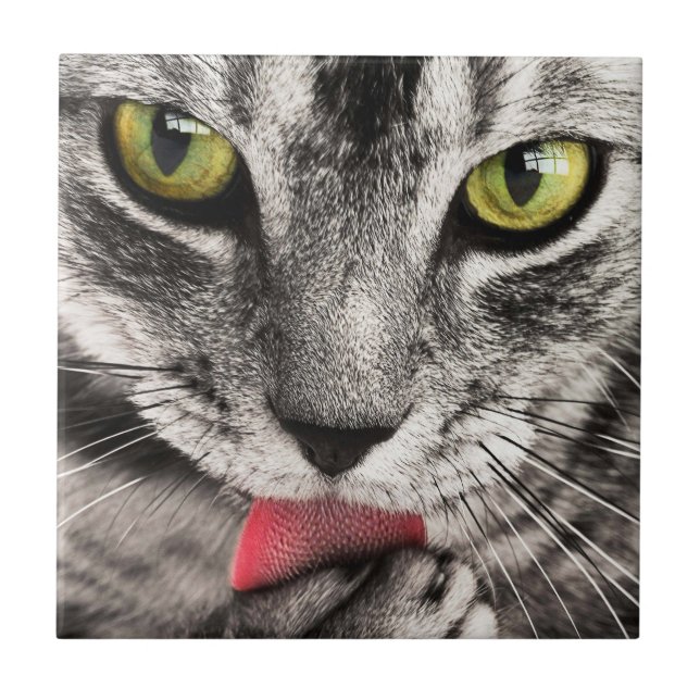 Tabby Cat Licking Paw Ceramic Tile (Front)