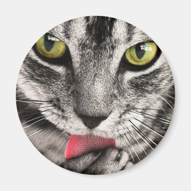 Tabby Cat Licking Paw Magnet (Front)