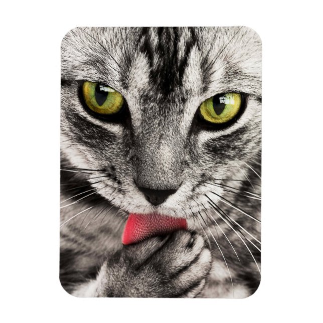 Tabby Cat Licking Paw Magnet (Vertical)