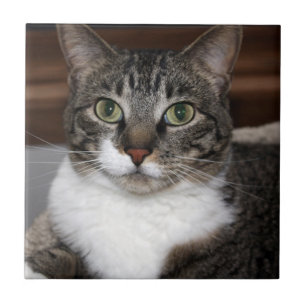 Tabby Cat Looking at You Pet Photograph Ceramic Tile