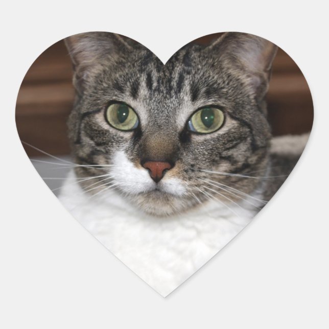 Tabby Cat Looking at You Photo Heart Sticker (Front)