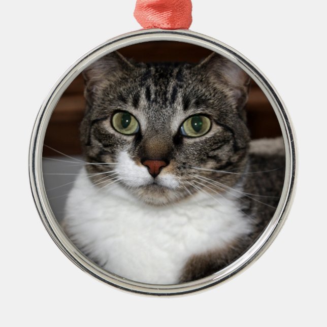 Tabby Cat Looking at You Photo Metal Ornament (Front)