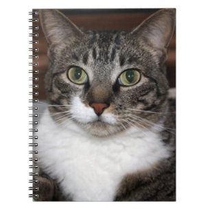 Tabby Cat Looking at You Photo Notebook