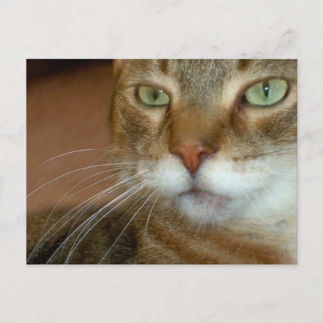 Tabby Cat Love Postcard (Front)