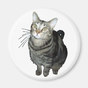 Tabby cat magnet
