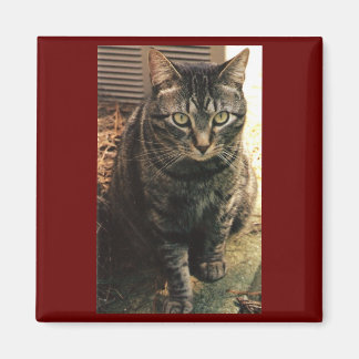 Tabby Cat Magnet Maroon background