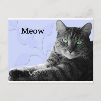 Tabby Cat Meow Postcard