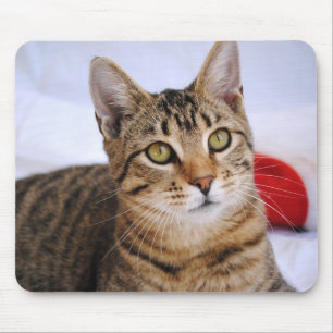 Tabby Cat Mouse Pad