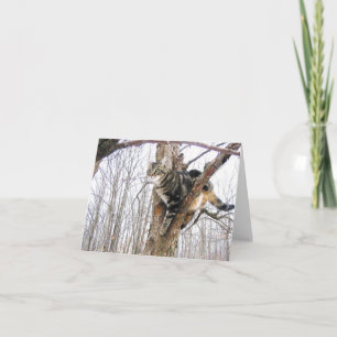 Tabby Cat Note Card
