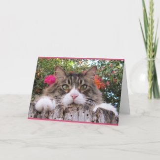 Tabby Cat On Tree Stump With Bougainvillea Card