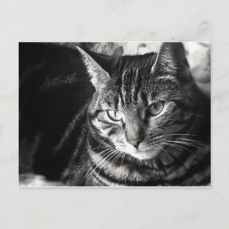Tabby Cat Postcard