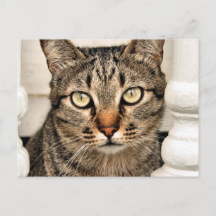 Tabby Cat Postcard