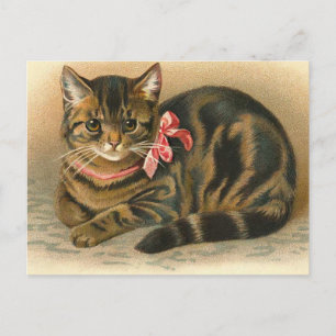 "Tabby Cat" Postcard