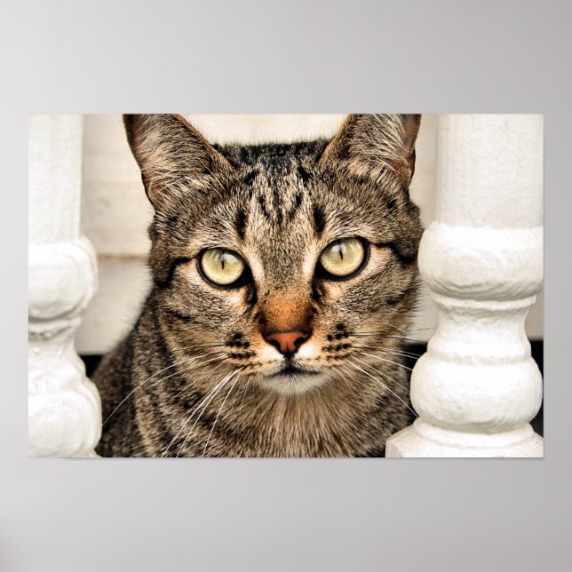 Tabby Cat Poster (Front)