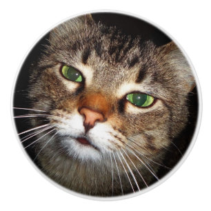 Tabby Cat Pull