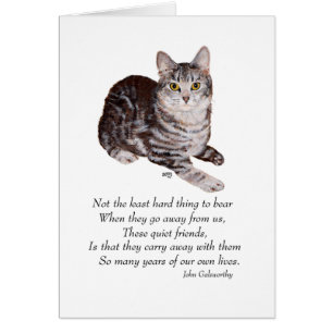 Tabby Cat Rainbow Bridge