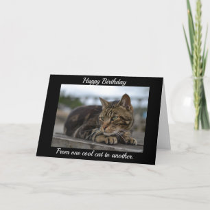 Tabby cat ready for action card