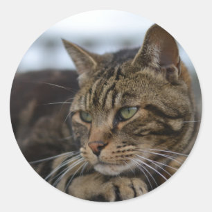 Tabby cat ready for action classic round sticker