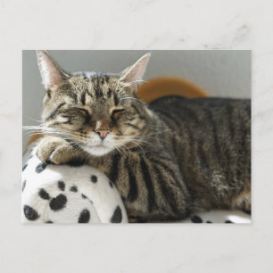 TABBY CAT RELAXING Postcard
