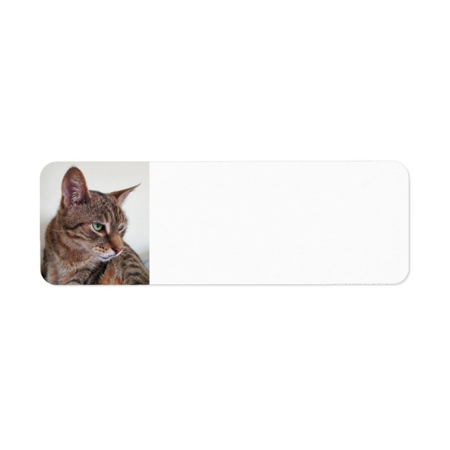 Tabby cat return address label (Front)