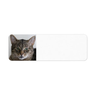 Tabby cat return address label