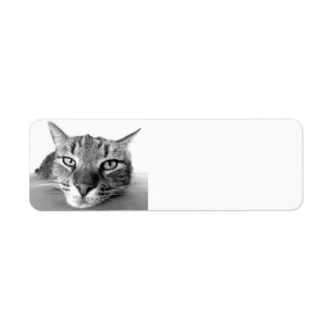 Tabby cat, return address labels