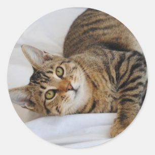 Tabby Cat Stickers