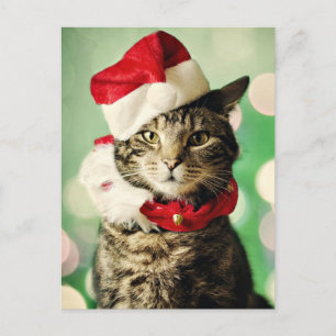 Tabby cat wearing a Christmas hat and collar Holiday Postcard