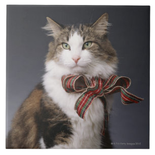 Tabby cat wearing plaid bow ceramic tile