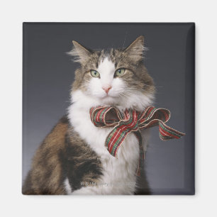 Tabby cat wearing plaid bow magnet