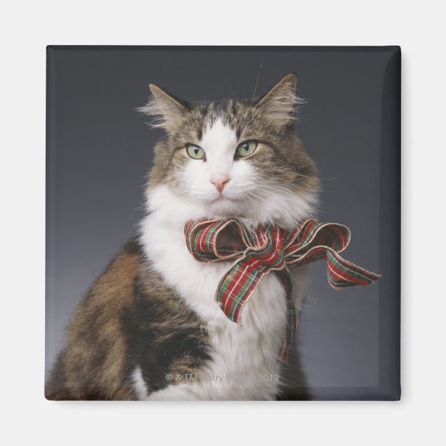 Tabby cat wearing plaid bow magnet (Front)