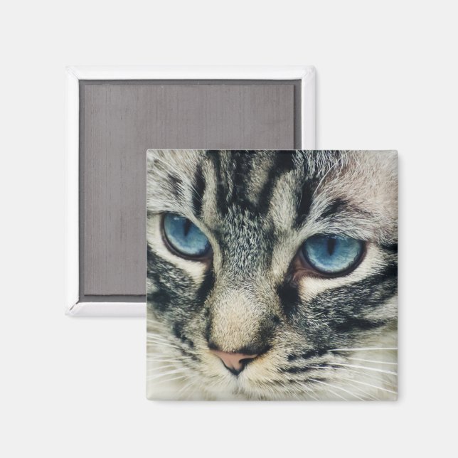 Tabby Cat with Blue Eyes Close-up Magnet (Front/Back)