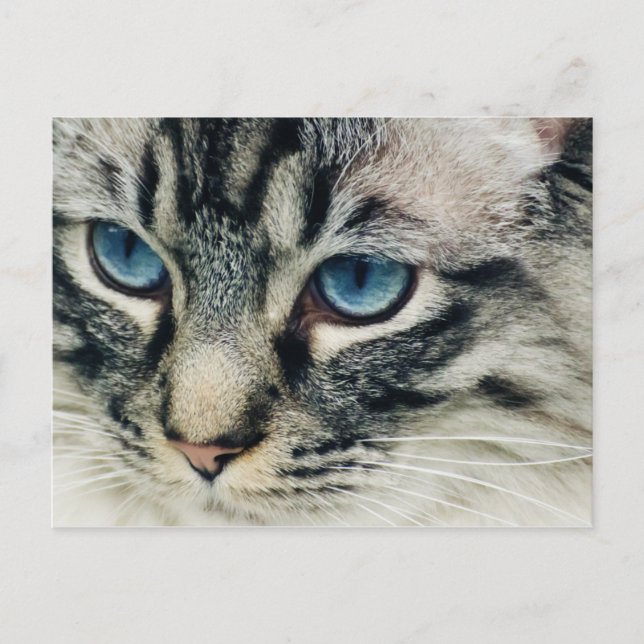 Tabby Cat with Blue Eyes Close-Up Postcard (Front)