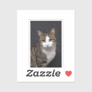 Tabby Cat with Green Eyes against Black Background