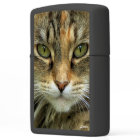 Tabby Cat with Green Eyes Photo 