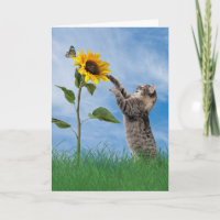Tabby Cat With Sunflower Birthday