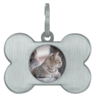 Tabby cats in repose pet name tag