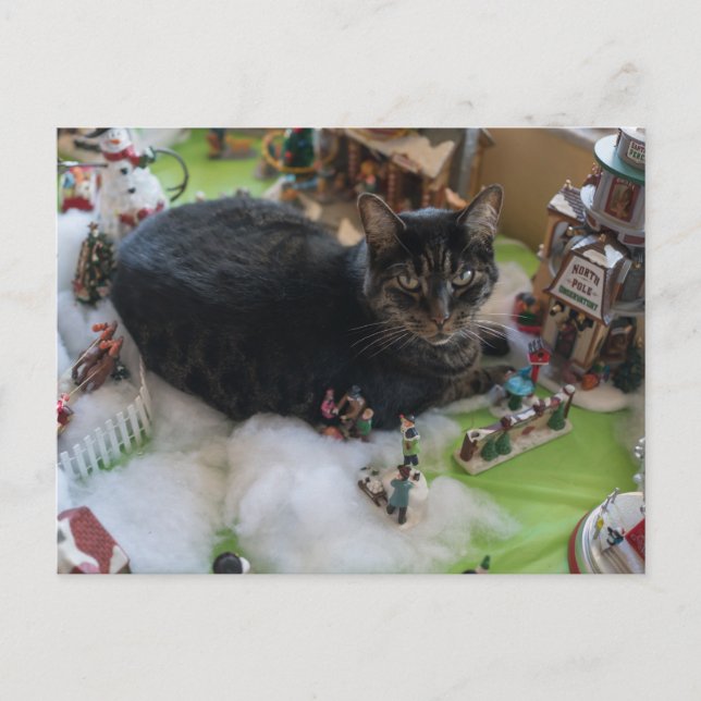 tabby christmas cat postcard (Front)